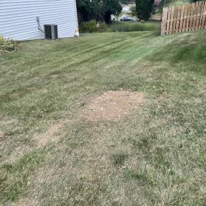 Rise 'n Grind Stump Removal