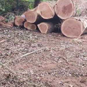 Country Tree Services