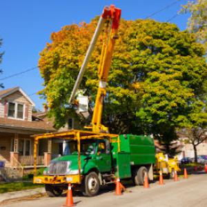 Tree Service San Jose