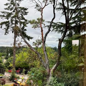 Corona Tree Service of Santa Clara