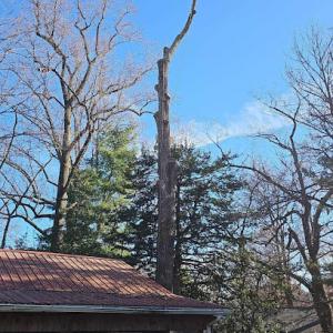 Virginia Tree Care & Landscaping