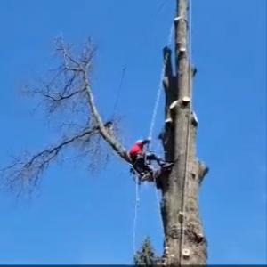 Tri-County Tree Service