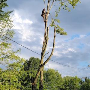 Tip Top Tree Removal