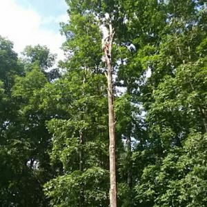 Clean Cut Tree Service