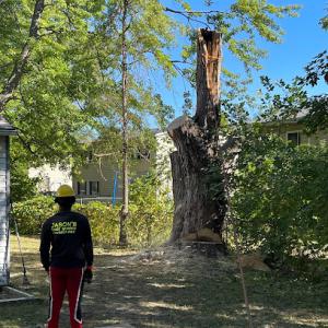 Jason's Tree Service