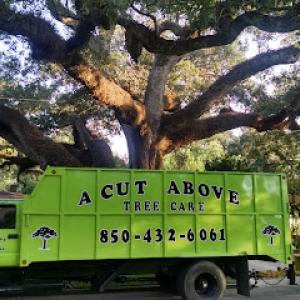 A Cut Above Tree Care