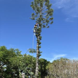 Loggerhead Palm & Tree Service