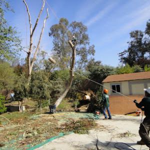 Mariposa Landscape & Tree Service