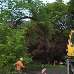 Elgin Tree Service