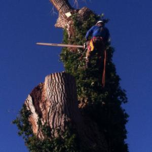 Battle Born Tree Service
