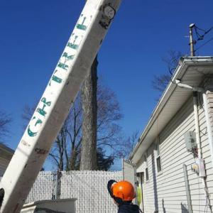 G&R Tree Removal Service, Tree Trimming, & More