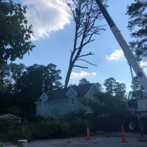 Arbol Complete Tree Service