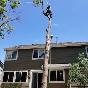 Keep It Green Tree Care