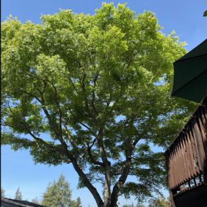 Reasonable Tree Service