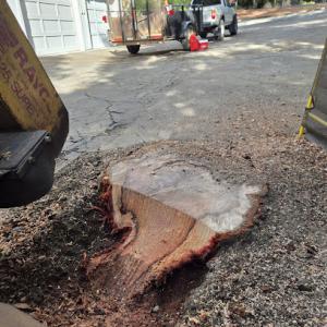Grizzly Stump Grinding