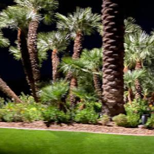 Palm Desert Tree Service