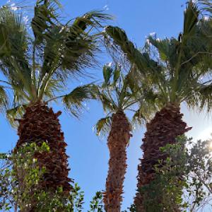 Macario's Tree Service