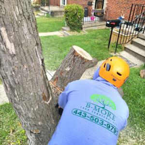 B More Tree Services