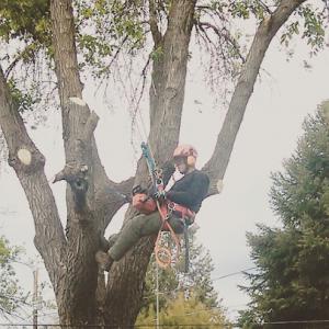 Gemi Tree Tree Trimming & Removal