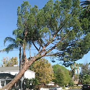 Easy Does It Tree Service