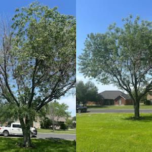 Leander Tree Care
