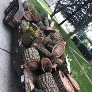 Tree Police