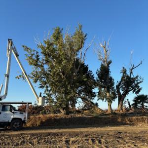 Against The Grain Tree Company