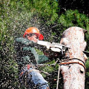 Cortez Tree Service & Landscaping
