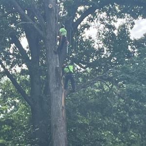 Ripley Tree Service