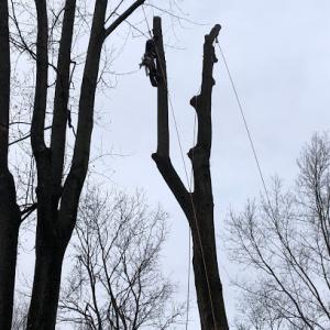 Taperia Tree Service