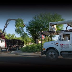 Dark Horse Tree Works