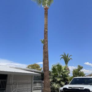 Turner's Tree Trimming & Removal Service