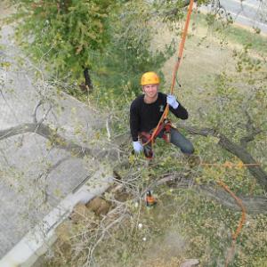 Discount Tree Care