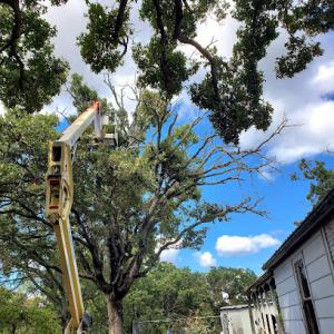Charleston WV Tree Service