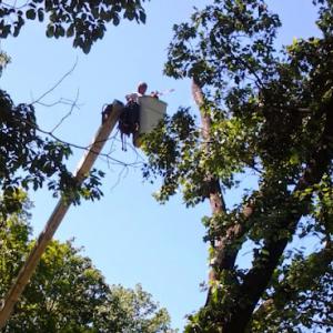 B Jones Tree Services