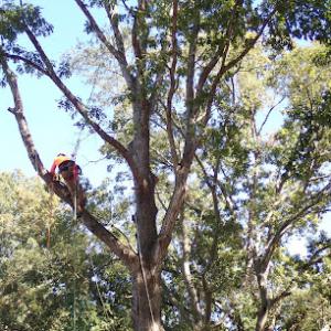 Grateful Tree Service