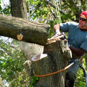 Simpson's Tree Service