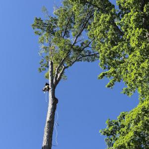 Jorge's Landscaping & Tree Service