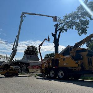 Accurate Tree Service