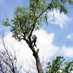 Tiny Tim Tree Service