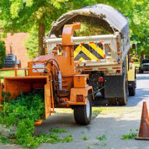 Woodchuck Chicopee Tree Service Pros