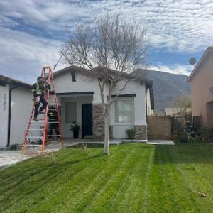 Sergio's Tree Service