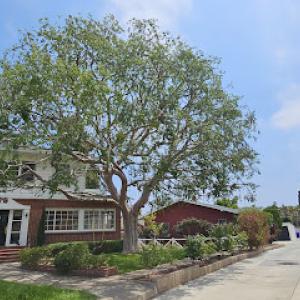 San Diego Tree Service Contractor