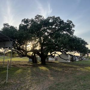 South Texas Tree Service