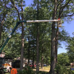 O'brien's Tree Service Cincinnati
