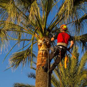 Beach Tree Service