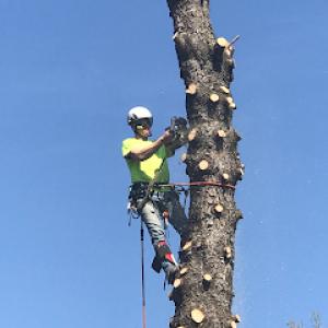 Primo Tree Experts