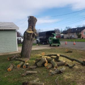 Capital Tree Service - Granite Bay