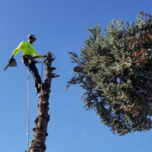 Tree Surgeons - Tree Service Ogden Utah