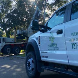 Stafford Tree Service & Stump Grinding